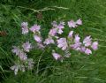 Malva moschata